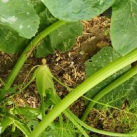 NNGHFenchel 2026-06-29 16.58.